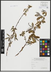 Foto von Salix alba L.